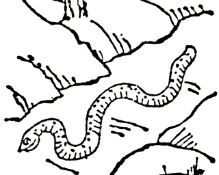 Cryptozoology wild in japan