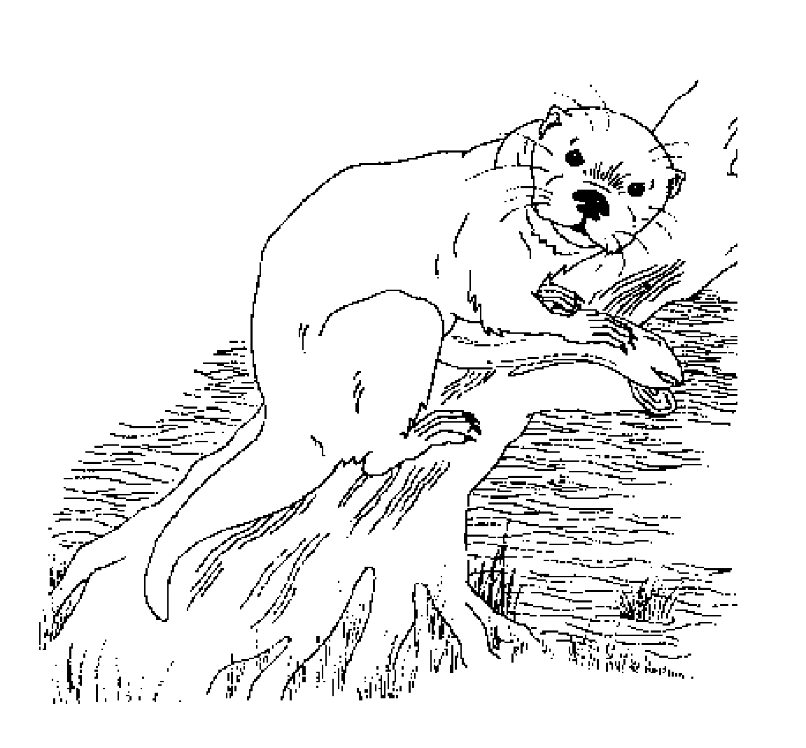 Otter coloring pages