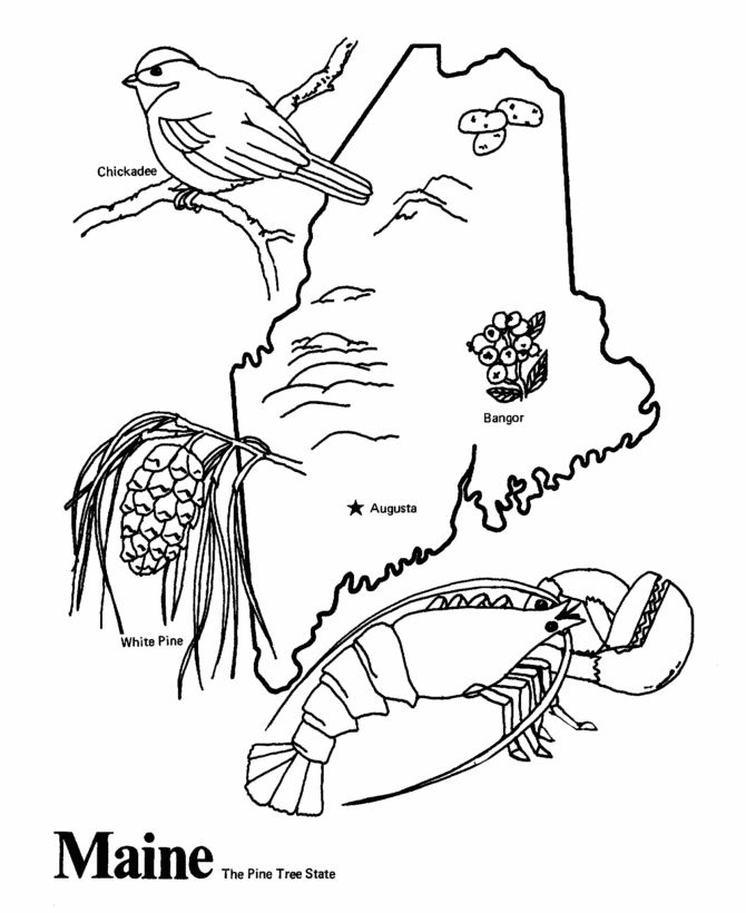 State outline shape and demographic map