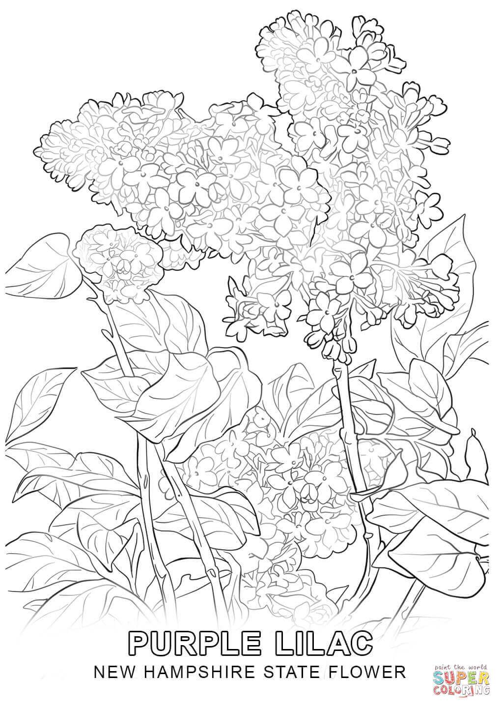 New hampshire state flower coloring page free printable coloring pages