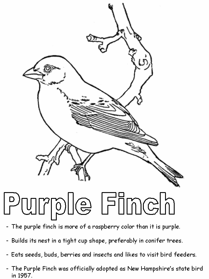 Purple finch coloring page