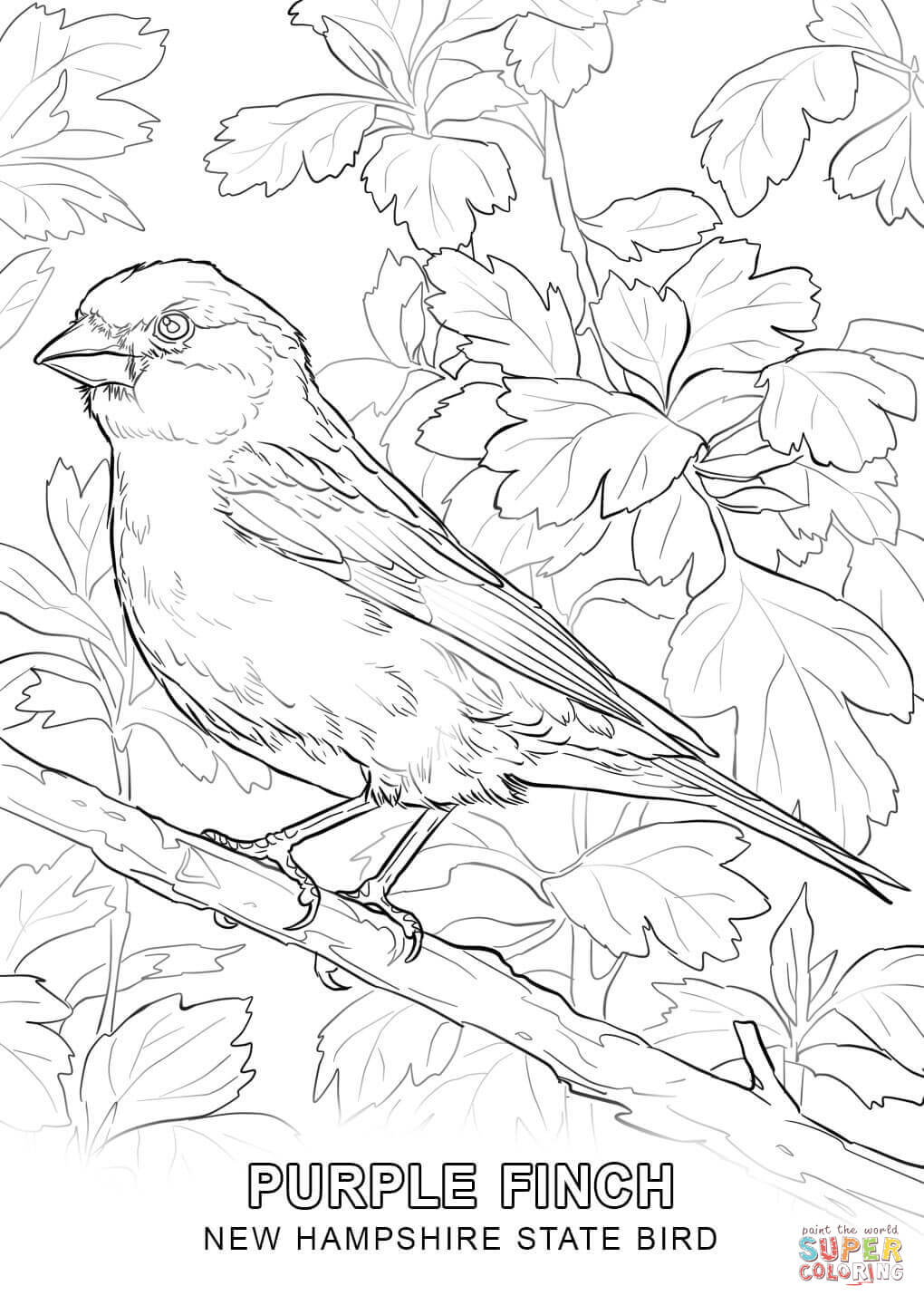New hampshire state bird coloring page free printable coloring pages