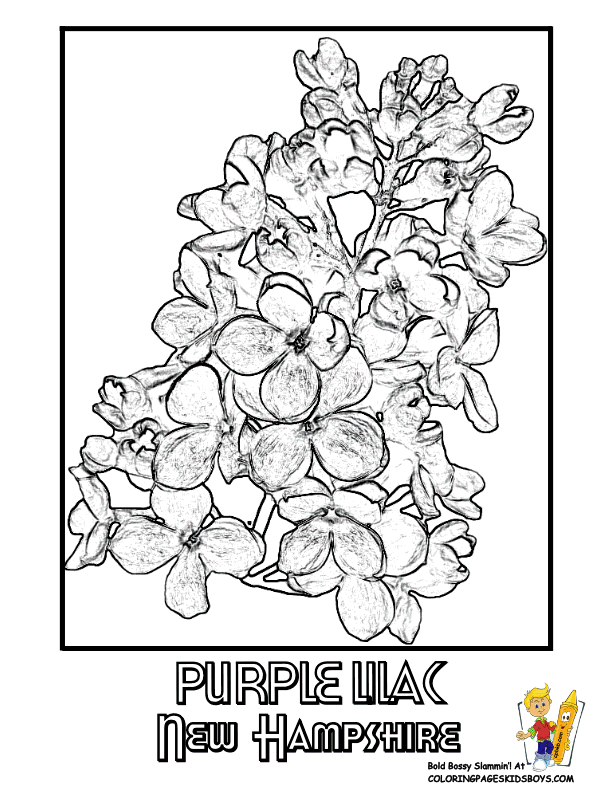 New hampshire state flower coloring page purple lilac flower coloring pages oregon flower free coloring pictures