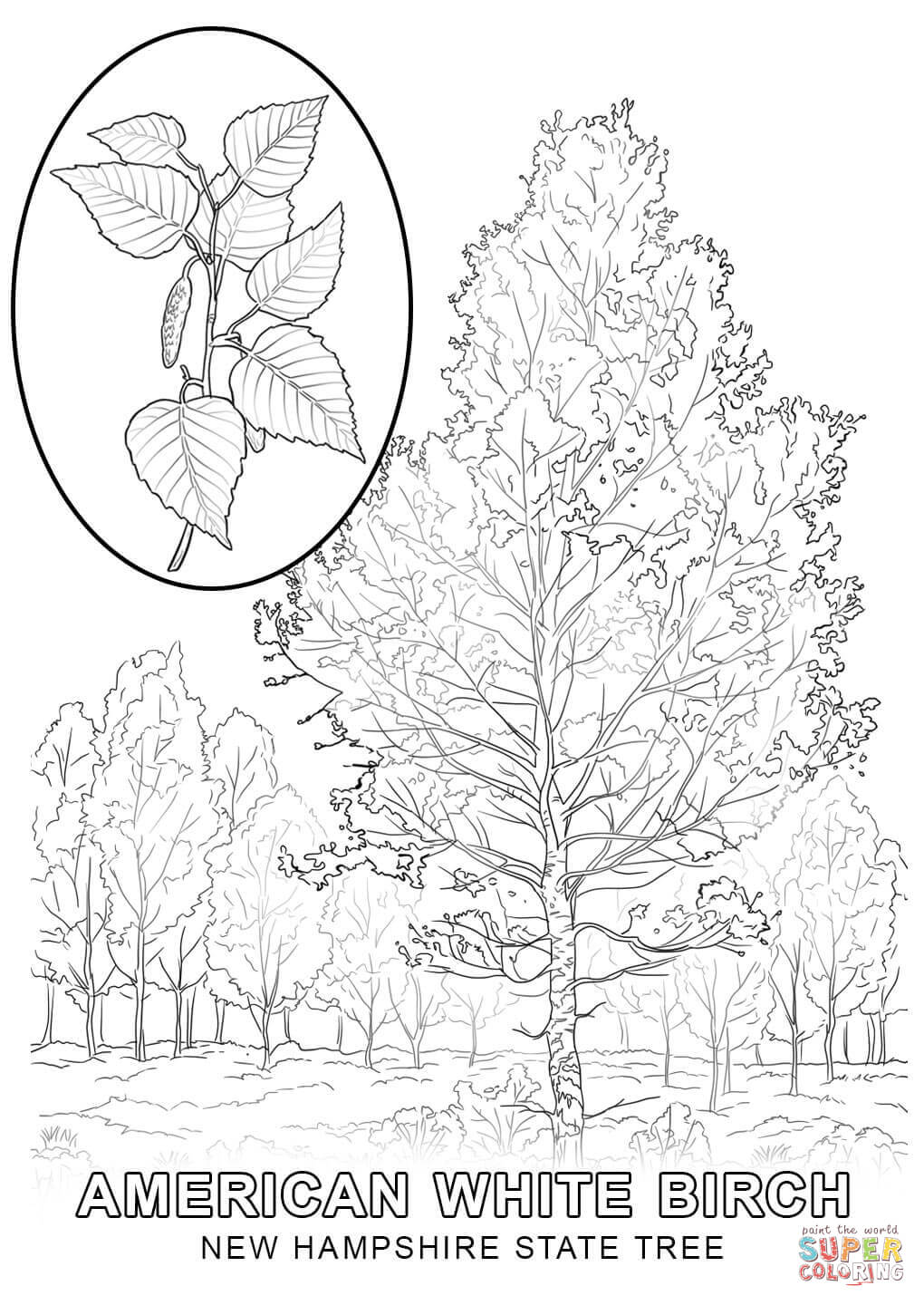 New hampshire state tree coloring page free printable coloring pages