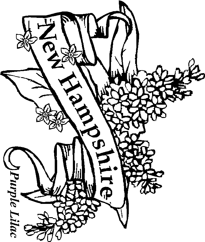 New hampshire state flower coloring page
