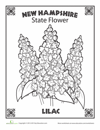 New hampshire state flower worksheet education coloring pages new hampshire homeschool projects
