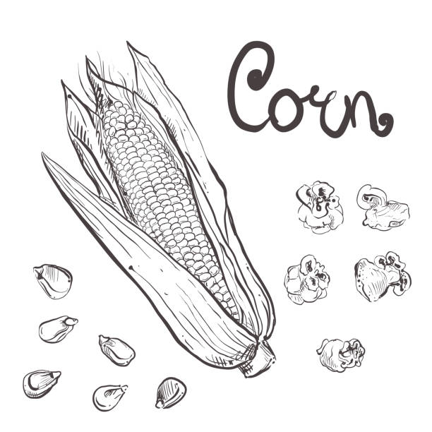 Popcorn kernel stock illustrations royalty