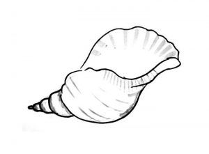 Sea shells coloring pages and templates sea shells coloring pages shell drawing