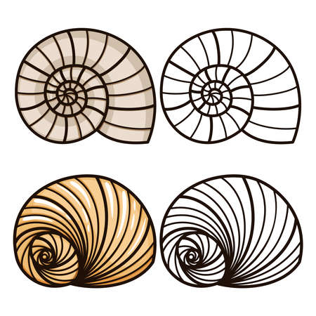 Sea shell coloring page for kids cartoon and outline sea shells vector illustration