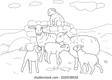 Sheep color images stock photos d objects vectors