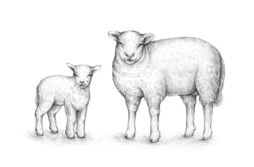 How to draw a sheep envato tuts
