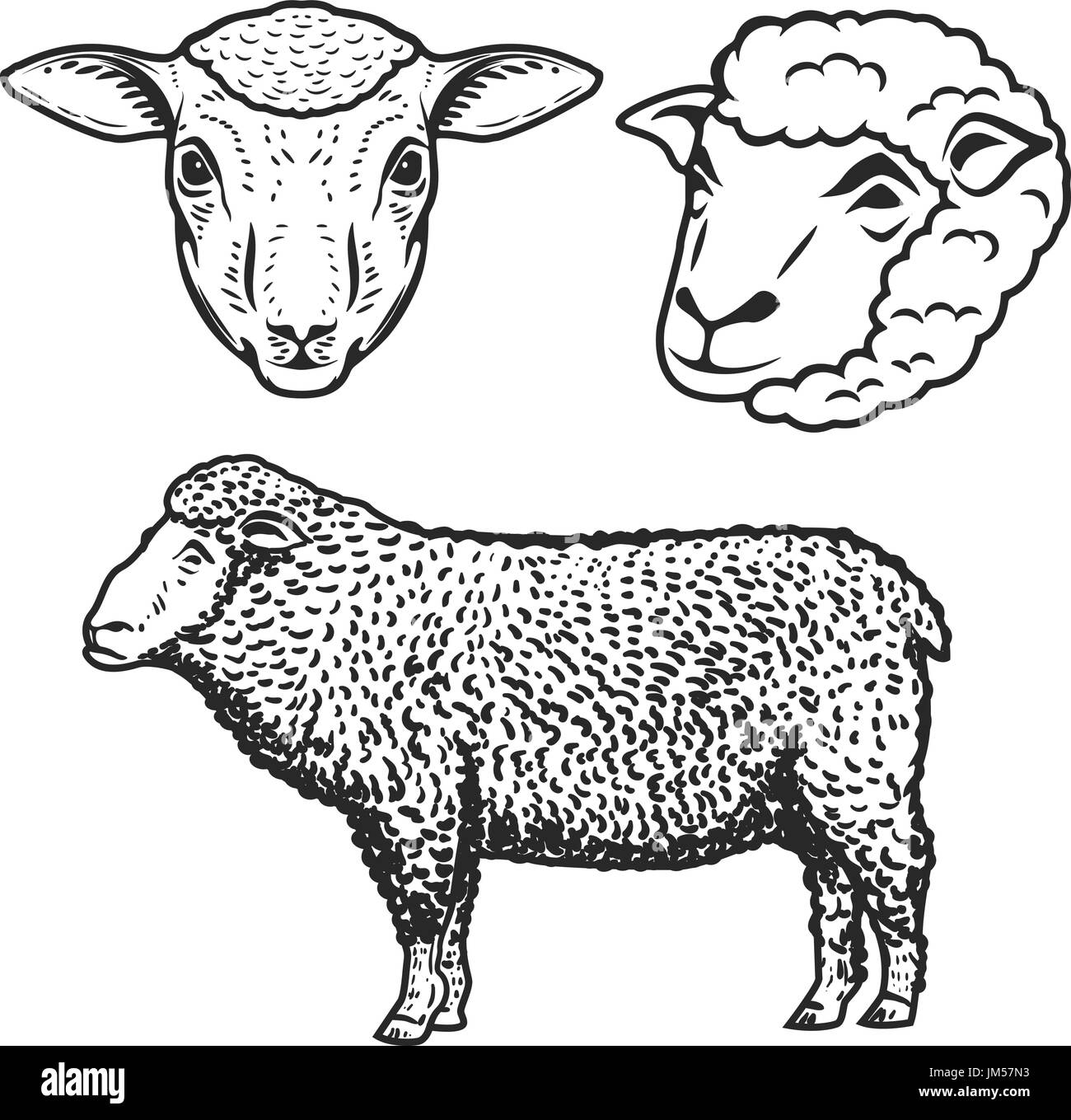 Sheep illustrations hi