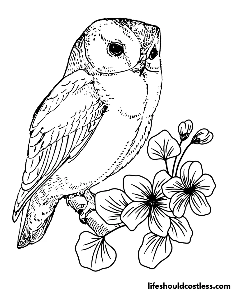 Owl coloring pages free printable pdf templates