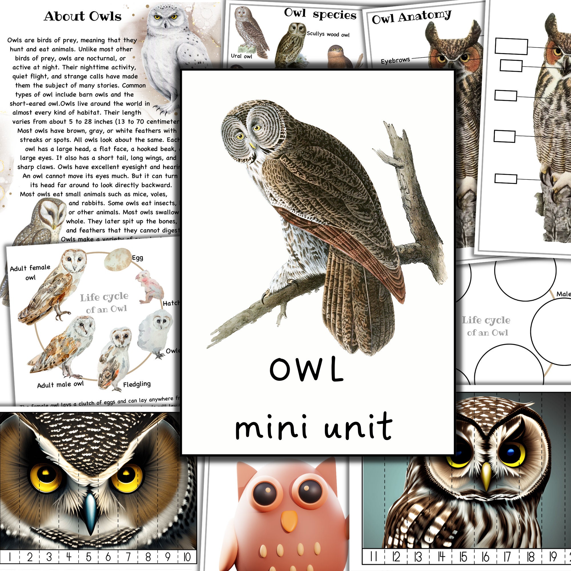 Owl cat bat