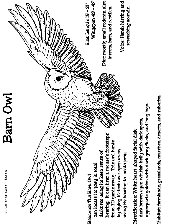 Barn owl color page