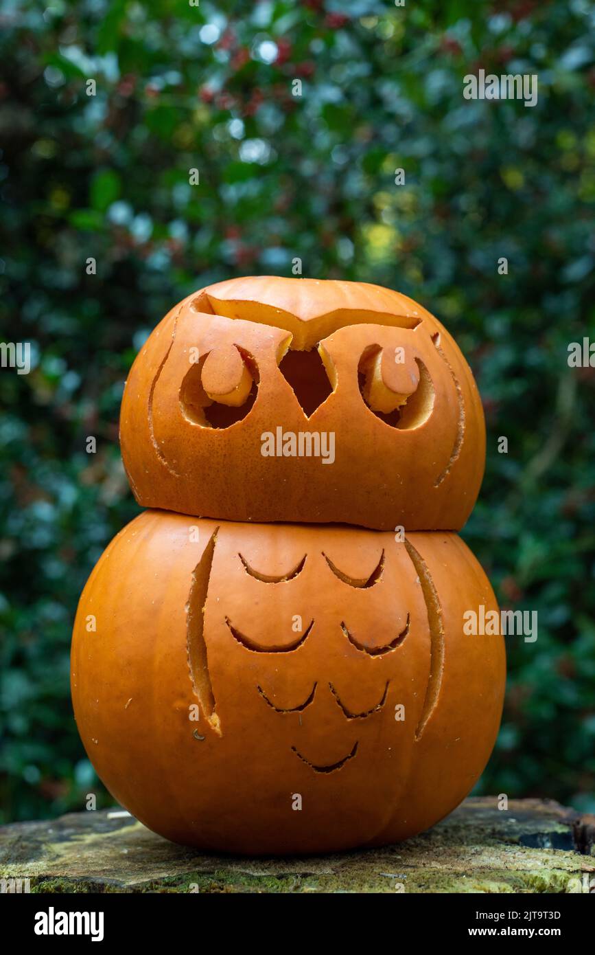 Pumpkin and owl hi