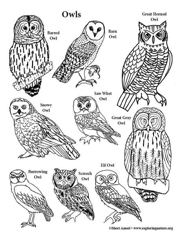 Owls coloring page