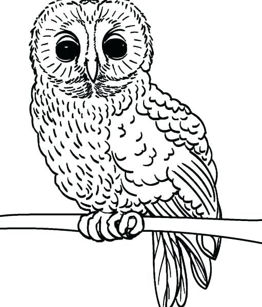 Owl coloring pages pdf download