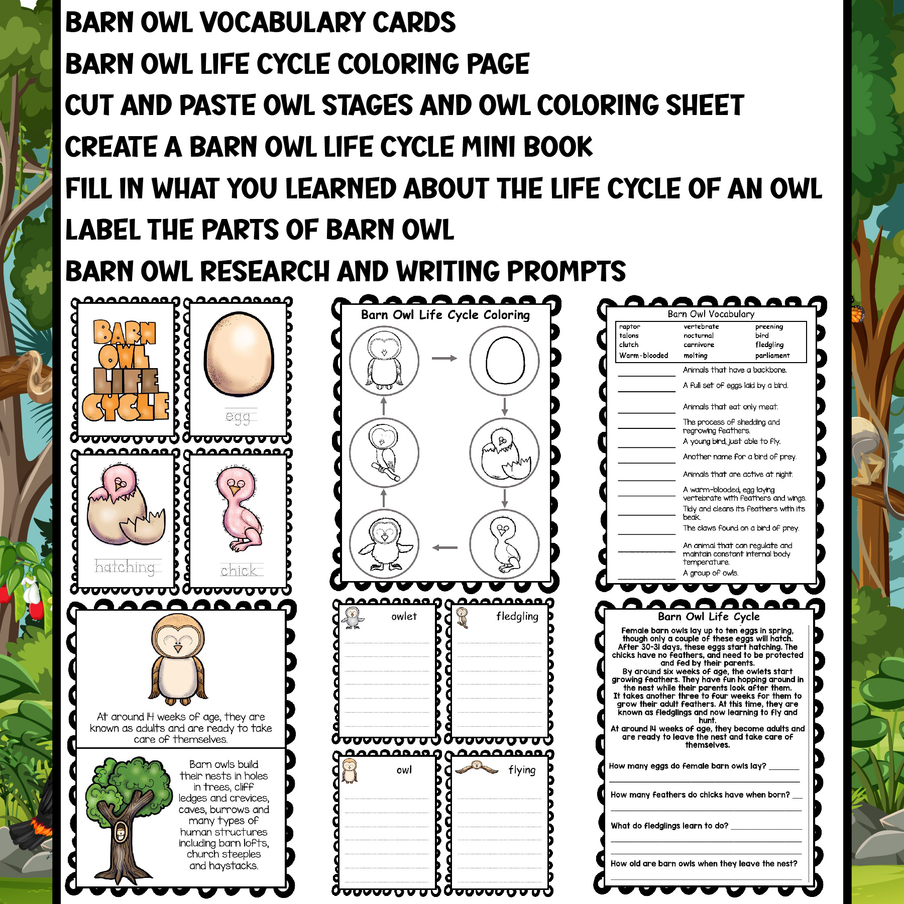 Barn owl life cycle worksheets