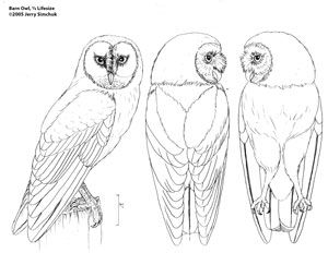 Chainsaw carving pattern free owl chainsaw carving patterns wood carving patterns wood carving designs