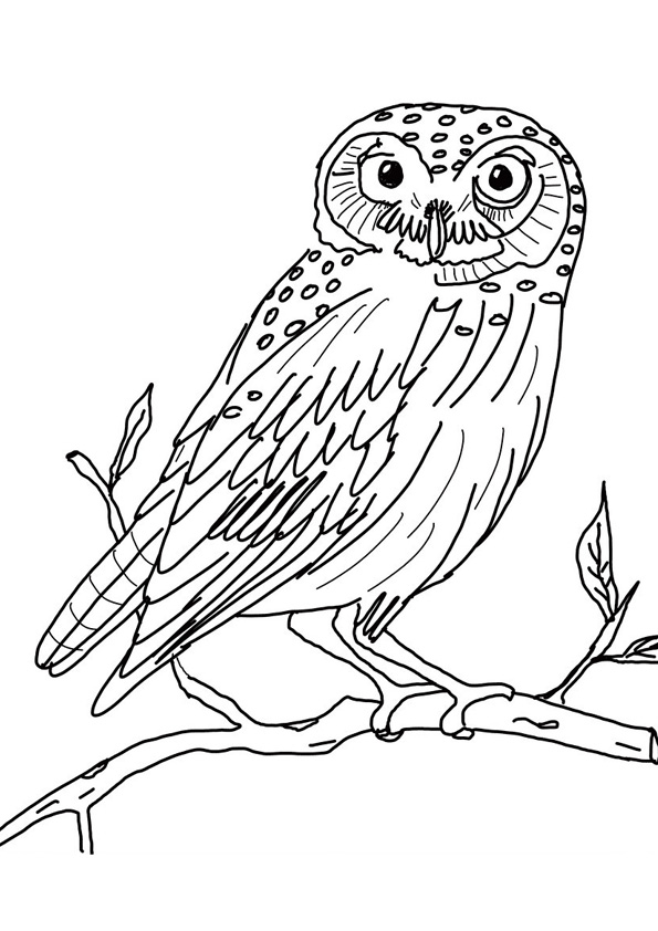 Coloring pages owl drawing coloring pages for kids
