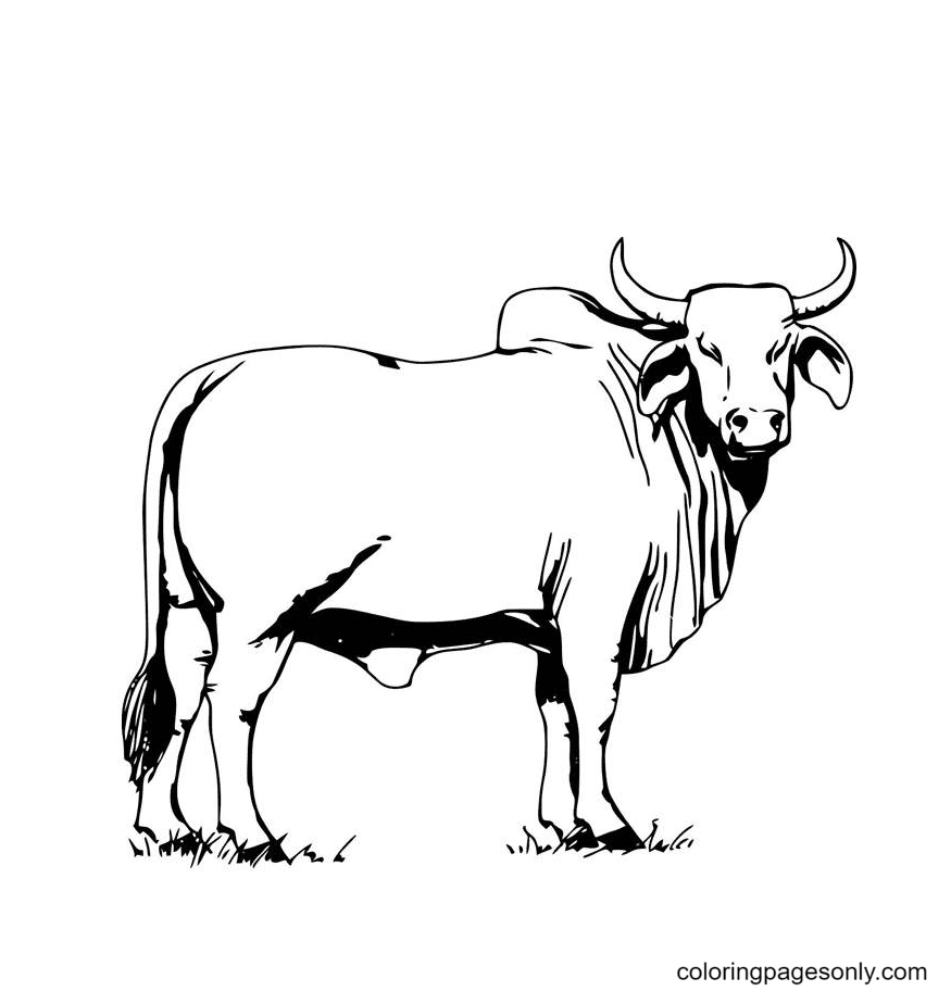 Realistic animal coloring pages printable for free download