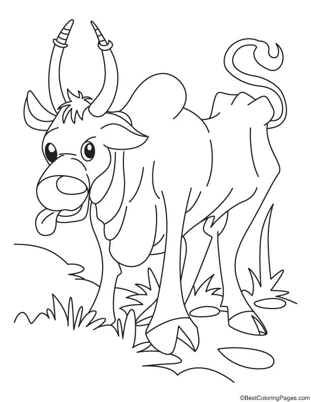 Ox searching for corn coloring page download free ox searching for corn coloring page for kids best coloring pages