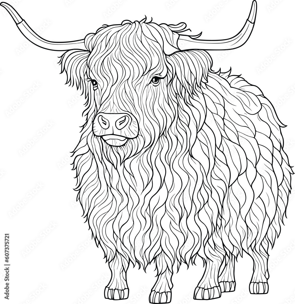 Highland cow coloring pages for kids vector