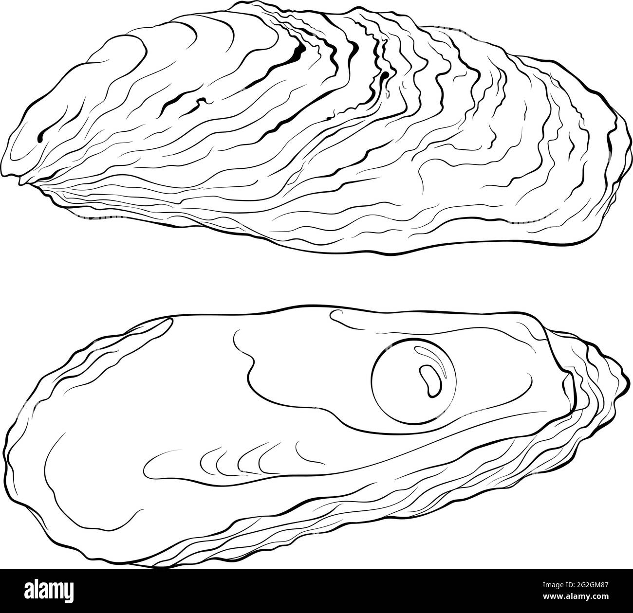 Oyster shells with pearl line art stock vector image art