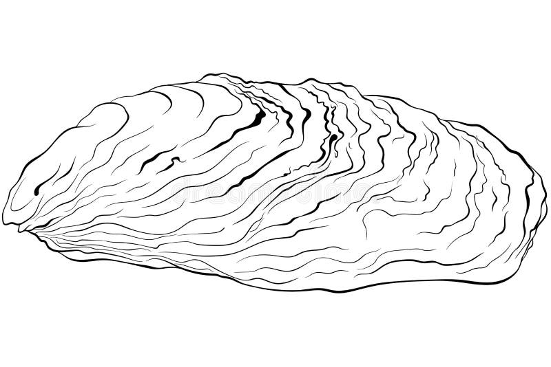Oyster coloring stock illustrations â oyster coloring stock illustrations vectors clipart