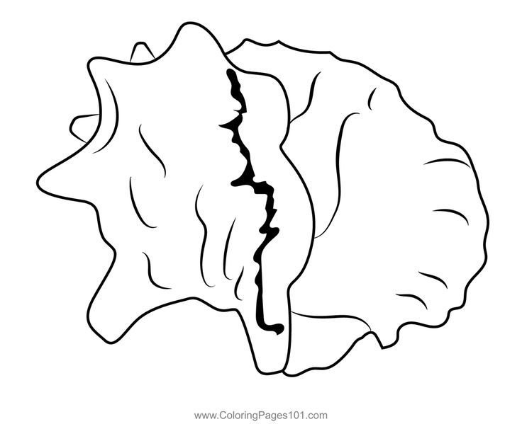 White conch shell coloring page coloring pages bunny coloring pages conch shell