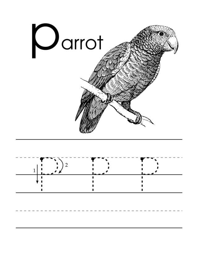 Parrot handwriting practice lowercase letter p worksheet for pre