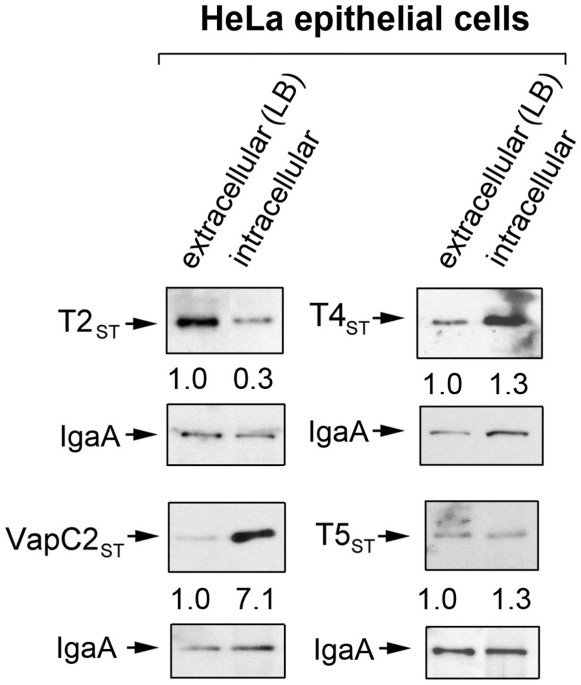 Distinct type i and type ii toxin