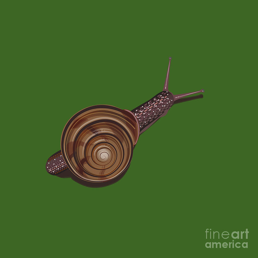 Pacific sideband snail digital art by kathryn yoder