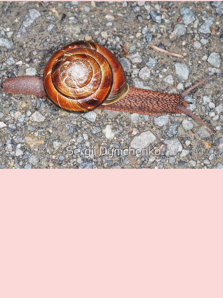 Pacific sideband snail monadenia fidelis kids t