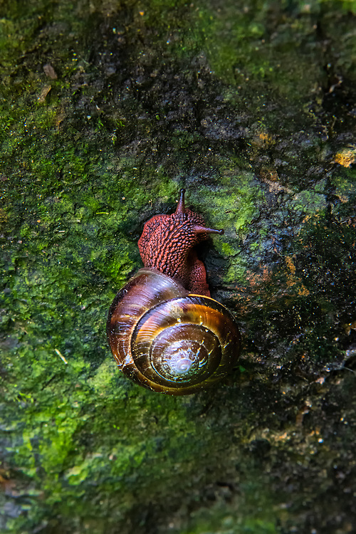 Pacific sideband snail rich leighton