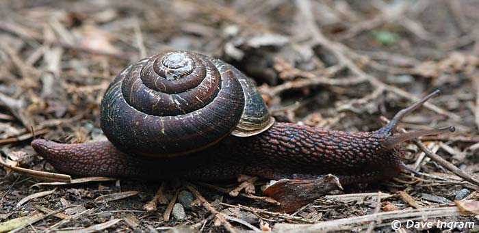 Pacific sideband snails