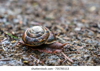 Pacific sideband snail images stock photos d objects vectors
