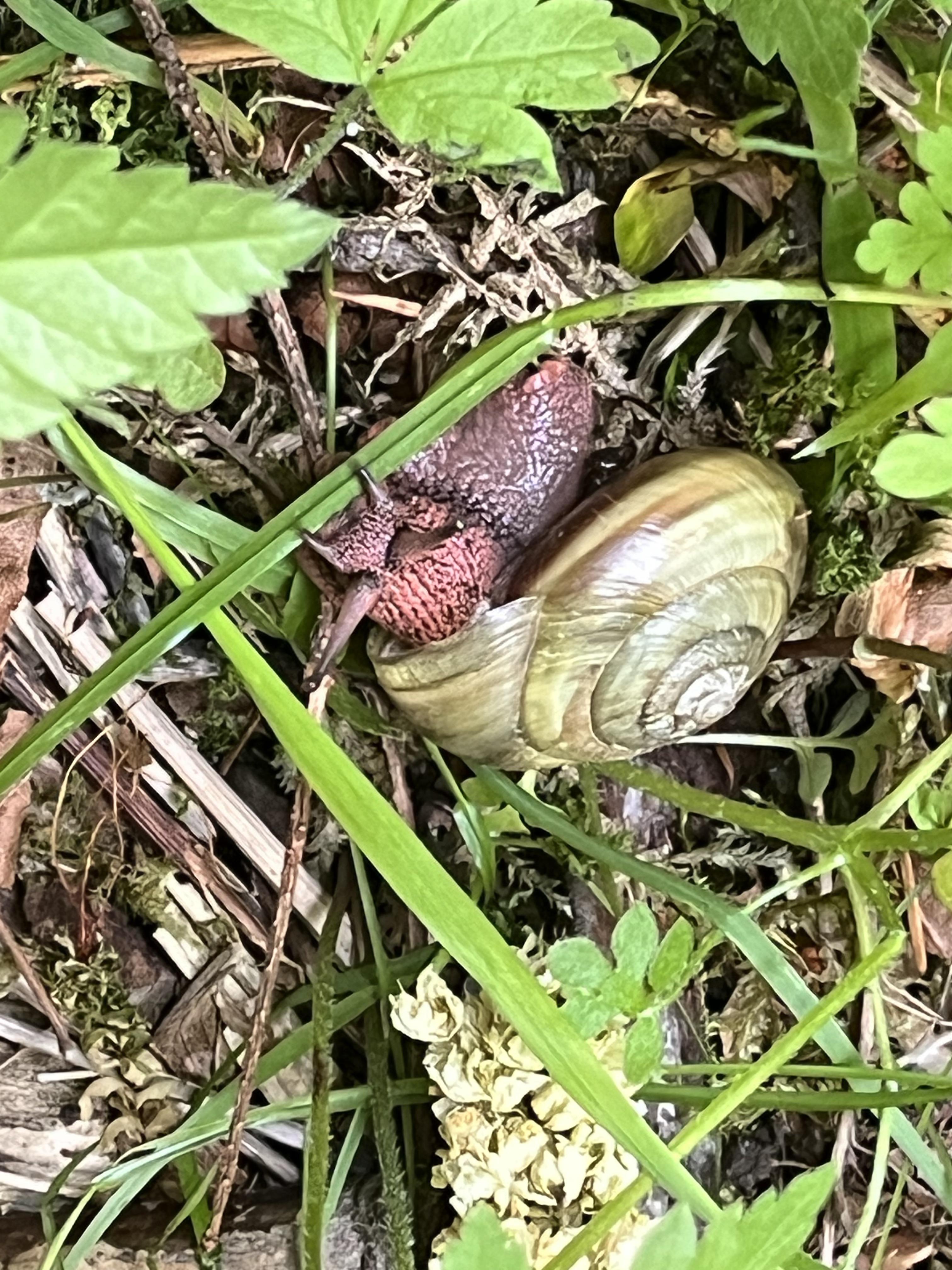 Pacific sideband green mutation rsnails