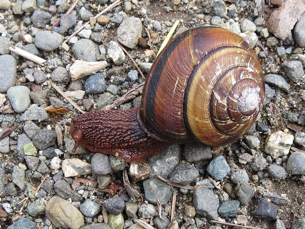 Pacific sideband snail vancouver island bc