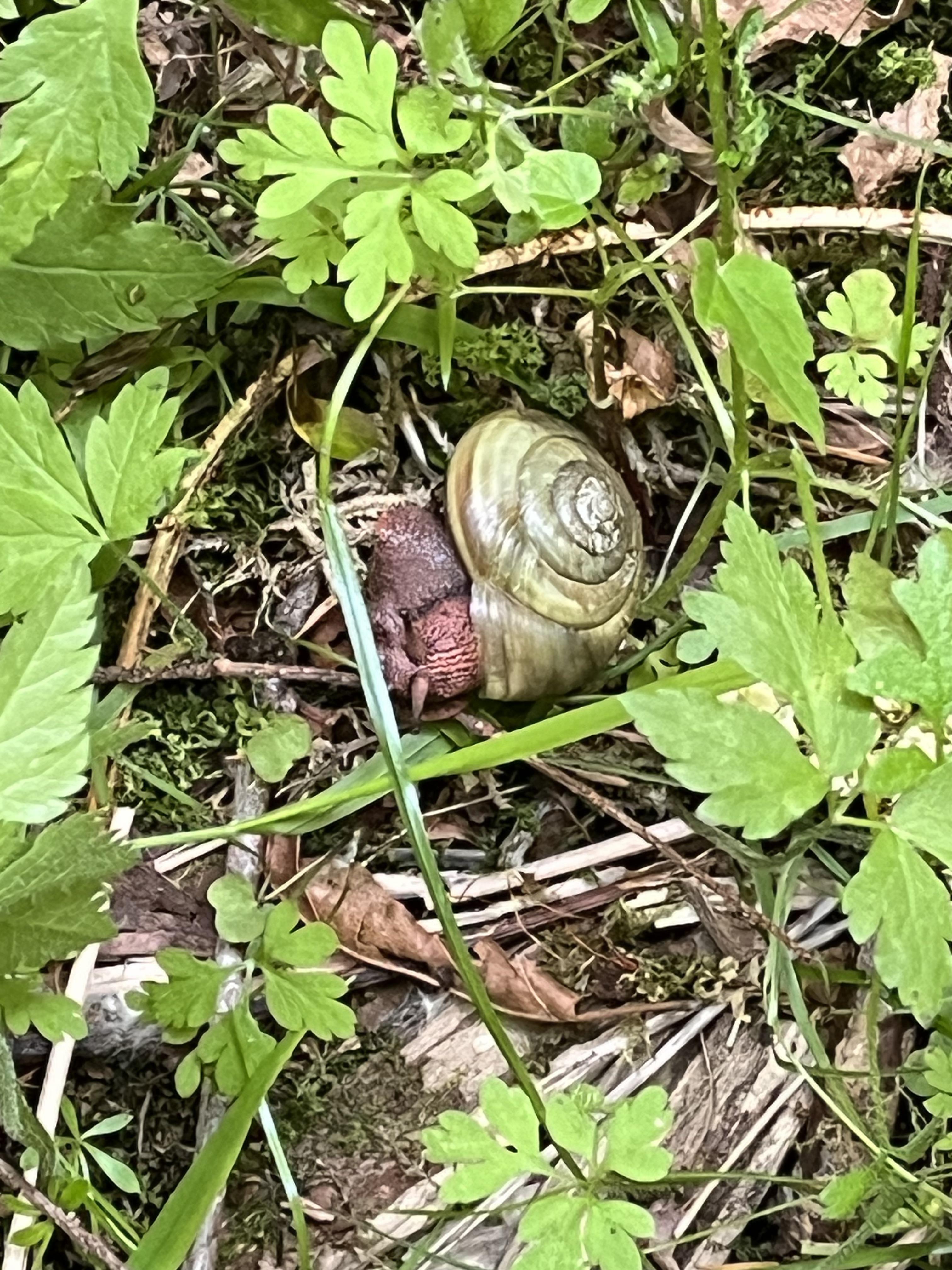 Pacific sideband green mutation rsnails