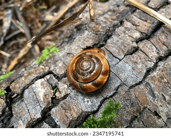 Pacific sideband snail images stock photos d objects vectors