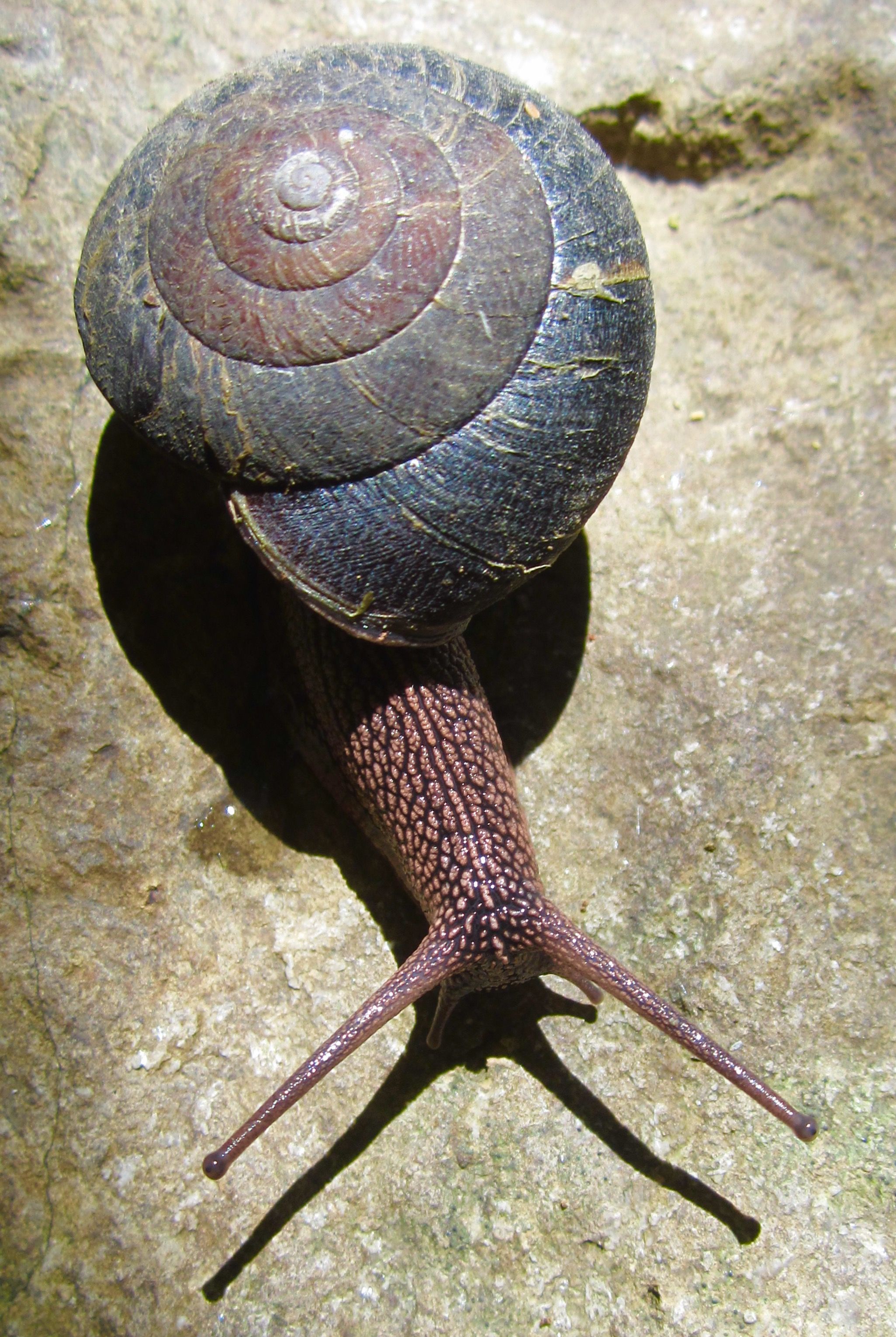 Pacific sideband snail snail image pet snails snail