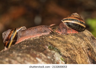 Pacific sideband snail images stock photos d objects vectors
