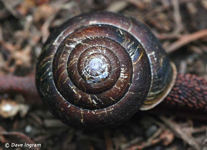 Pacific sideband snails