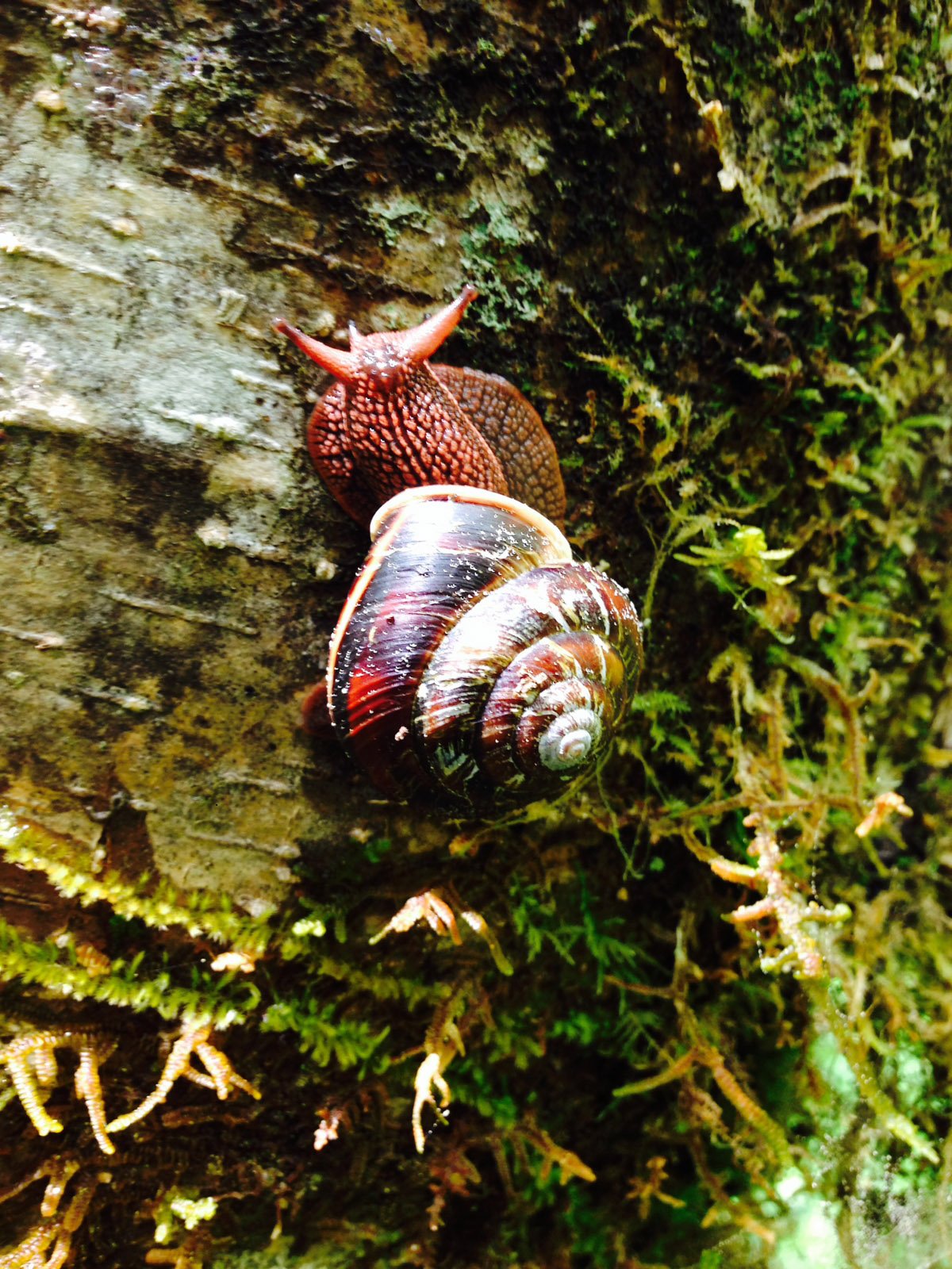 Pacific sideband snail archives