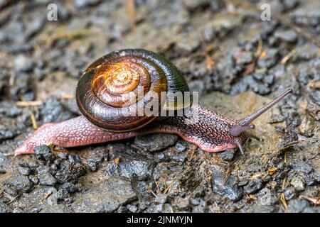 Pacific sideband snail hi
