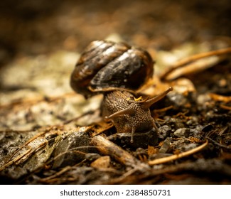 Pacific sideband snail images stock photos d objects vectors