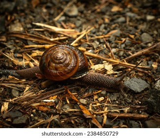 Pacific sideband snail images stock photos d objects vectors