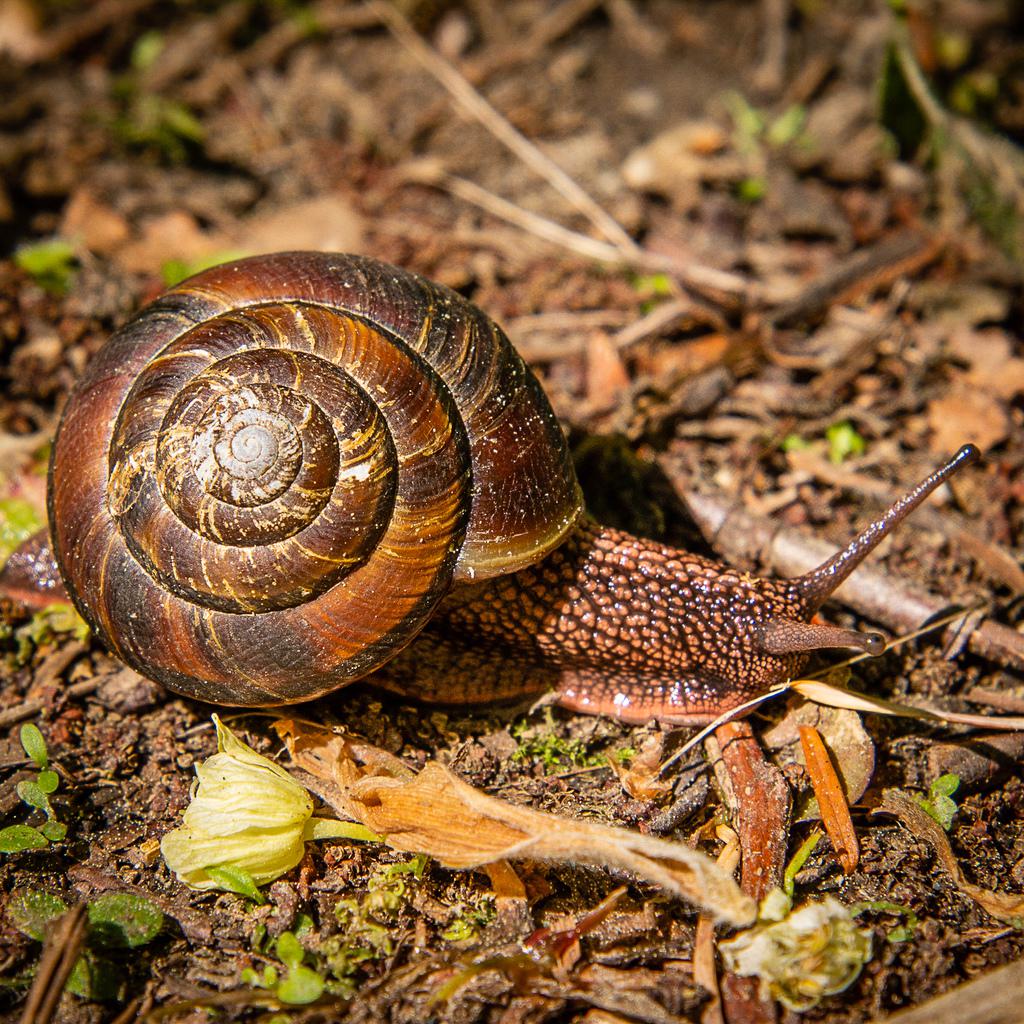 Snail